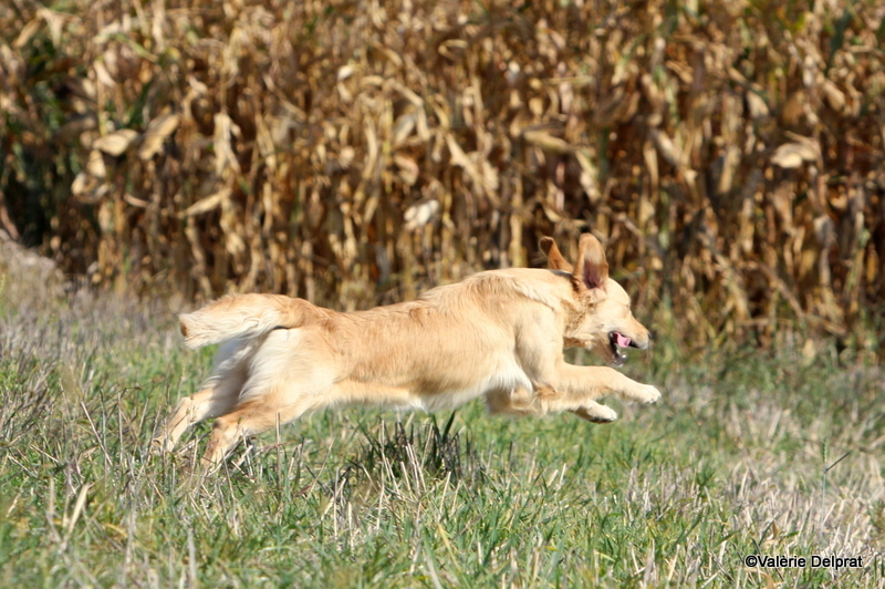 Field Erstein 09 (36).JPG